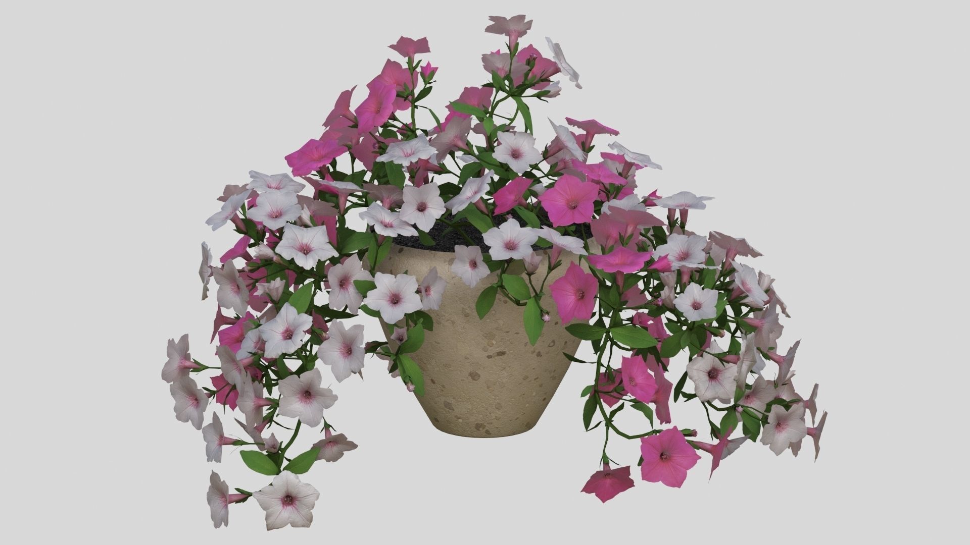 Hanging Flower Petunia 3D model_2