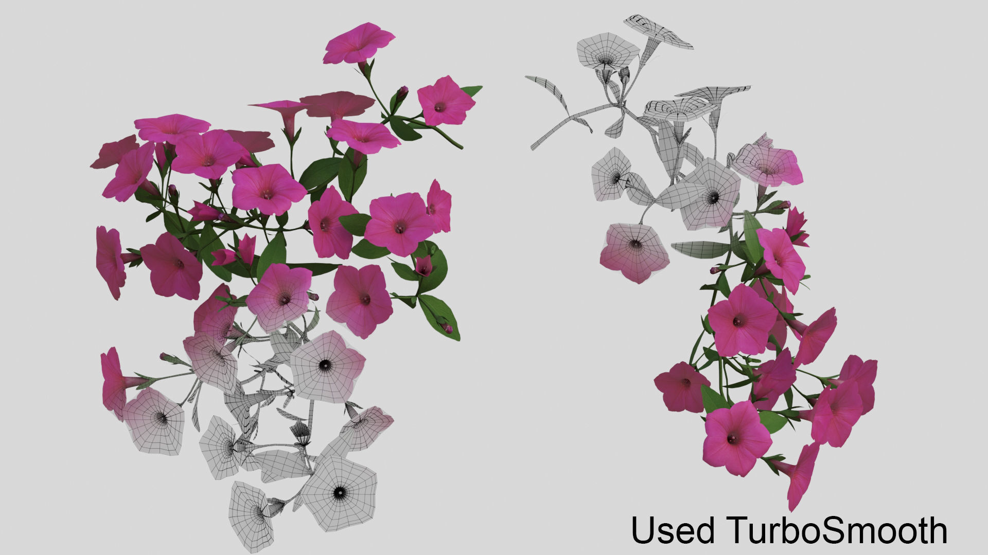 Hanging Flower Petunia 3D model_11
