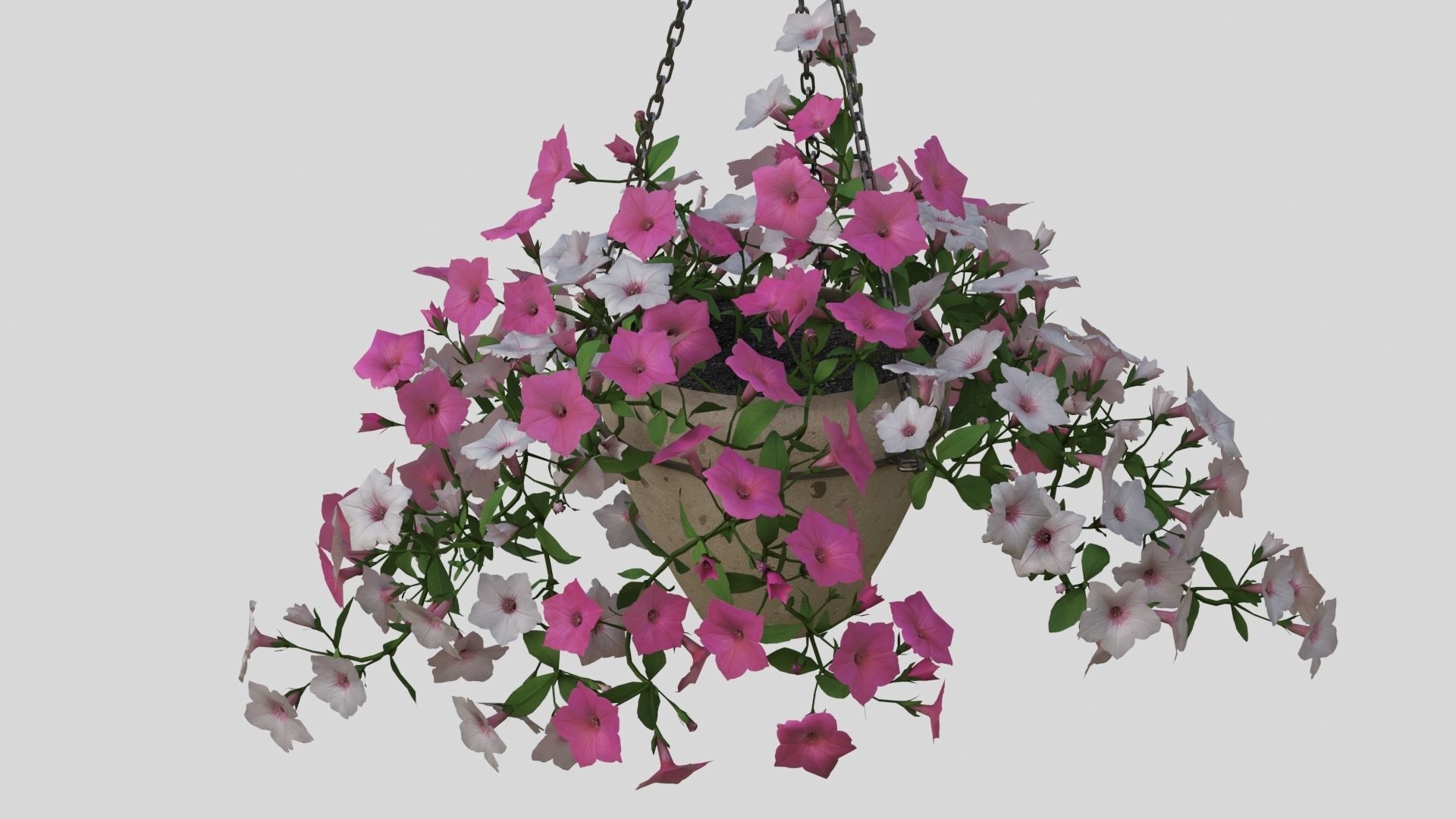 Hanging Flower Petunia 3D model_5