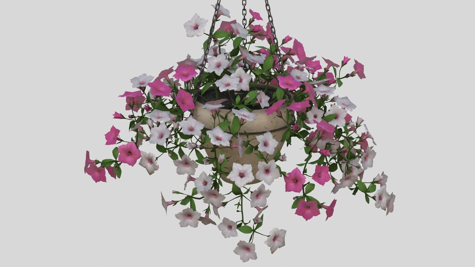 Hanging Flower Petunia 3D model_4