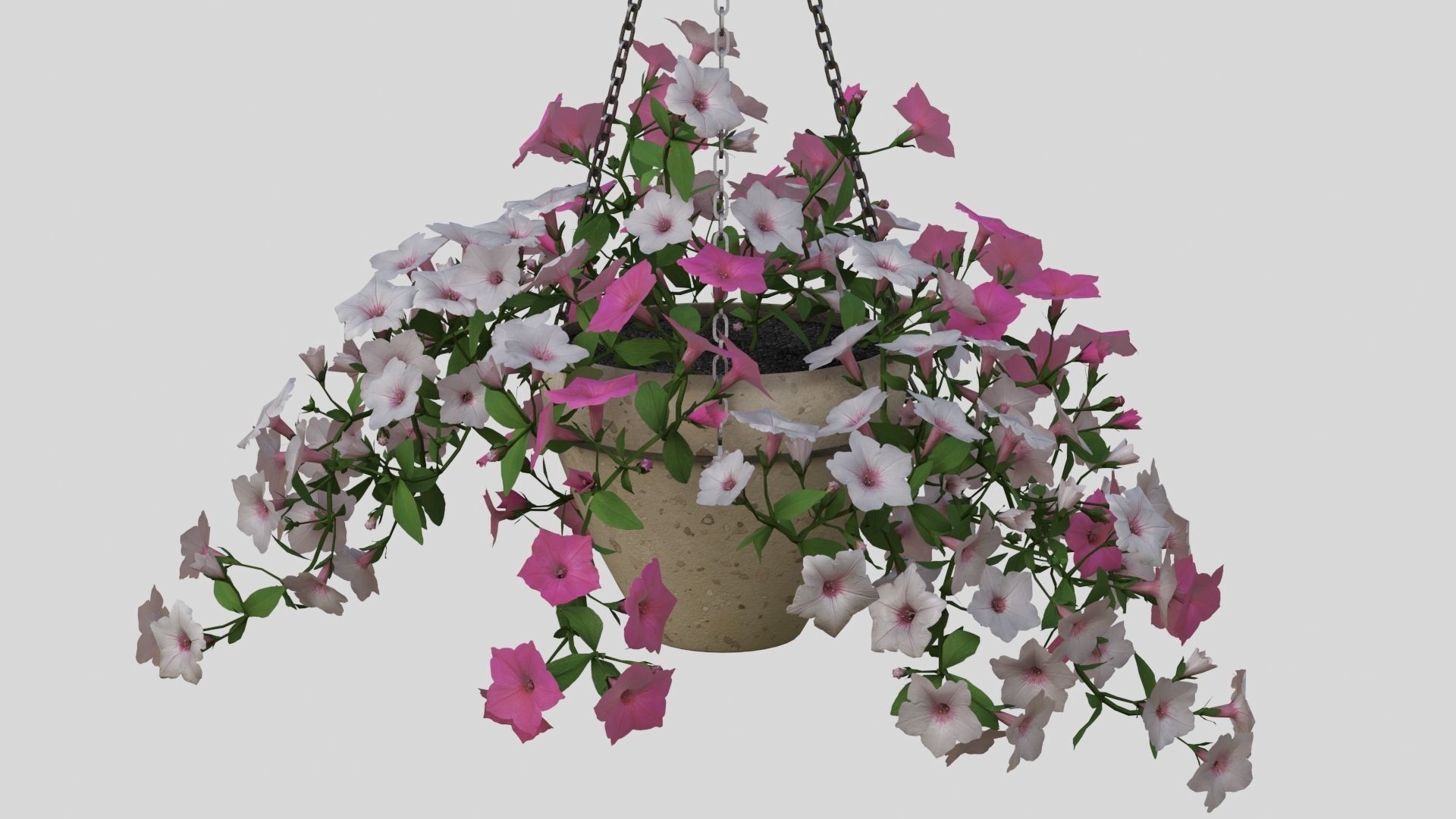 Hanging Flower Petunia 3D model_3