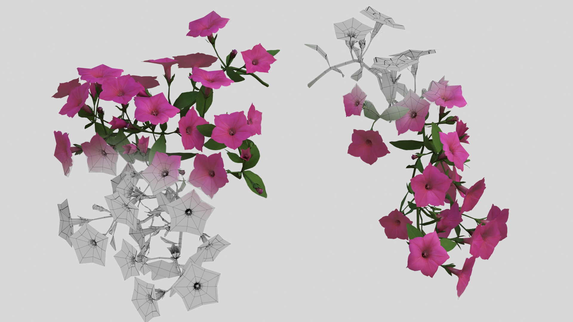 Hanging Flower Petunia 3D model_12