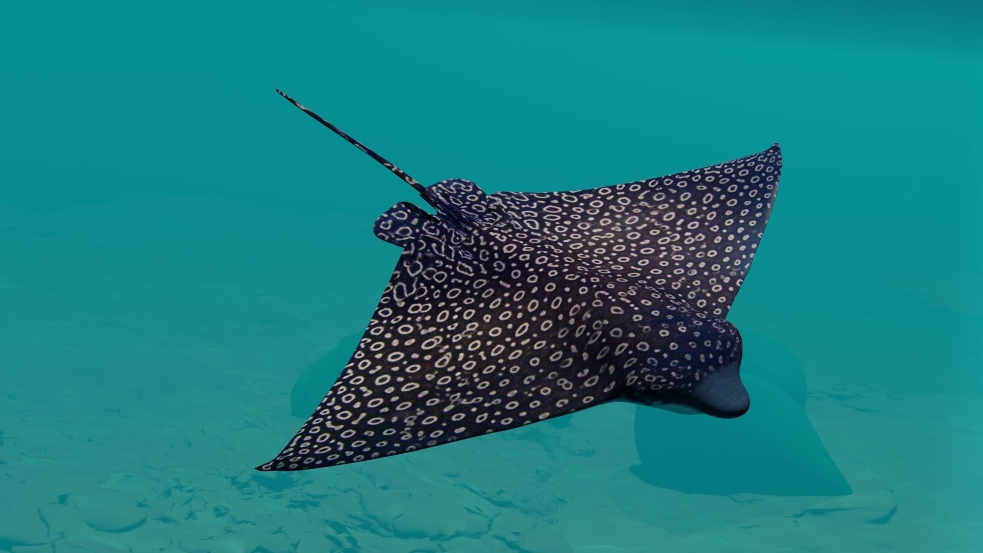 Eagle Ray  animated Low-poly 3D model_4