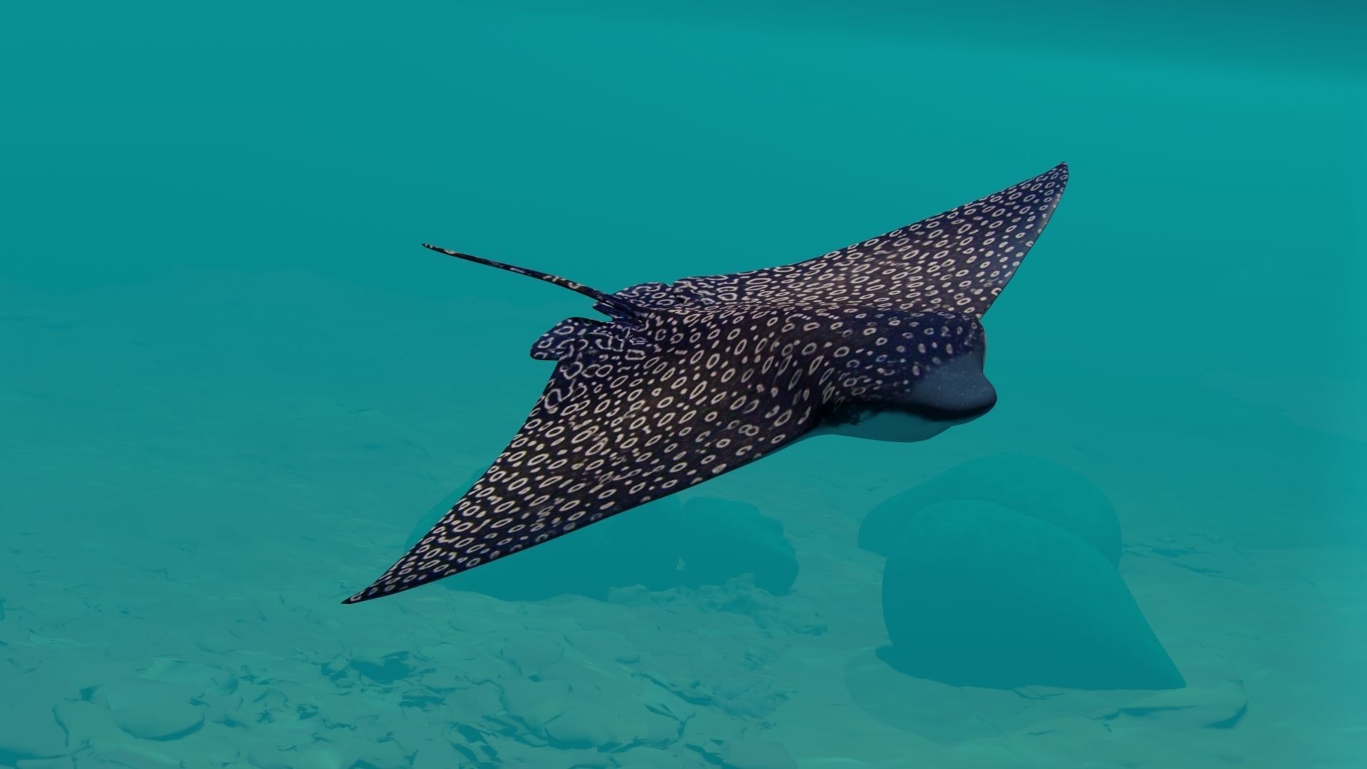 Eagle Ray  animated Low-poly 3D model_11