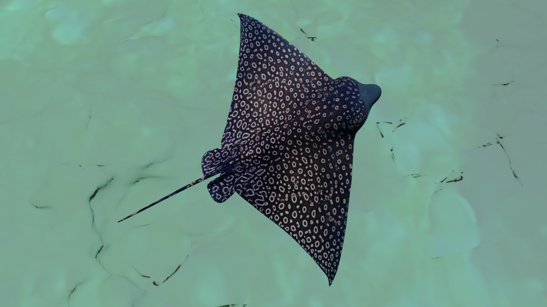 Eagle Ray  animated Low-poly 3D model_17