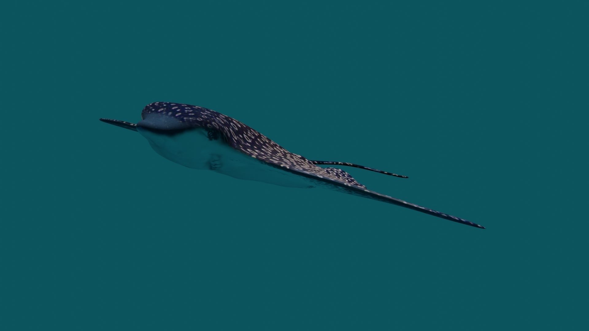 Eagle Ray  animated Low-poly 3D model_16