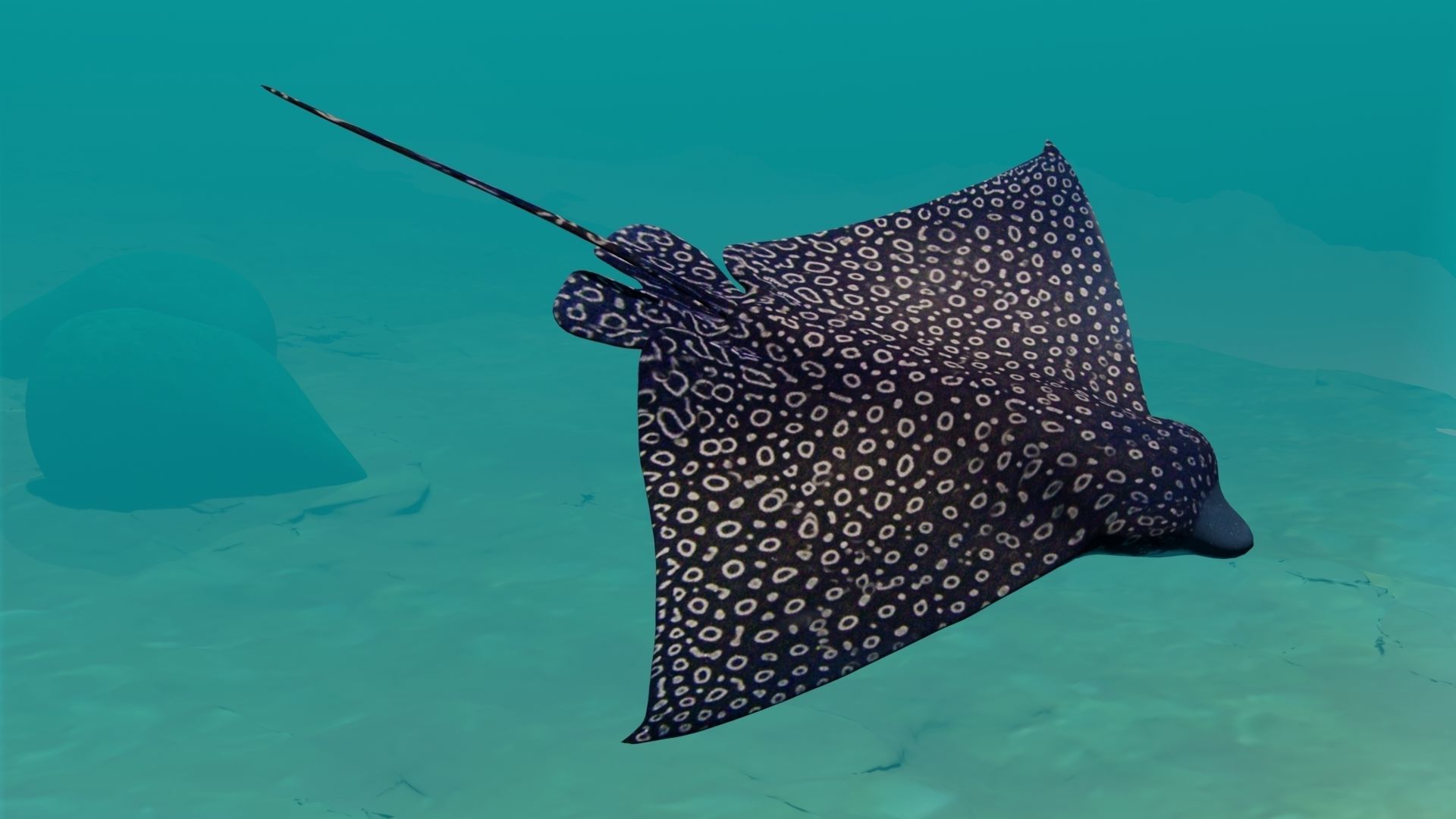 Eagle Ray  animated Low-poly 3D model_15