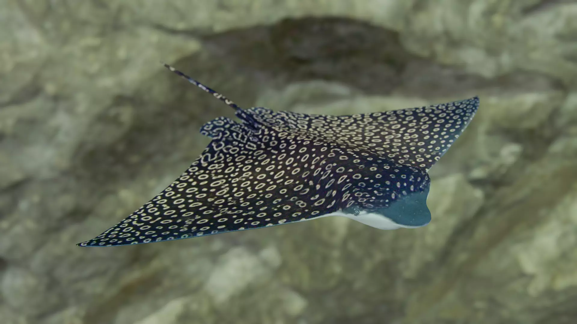 Eagle Ray  animated Low-poly 3D model_0