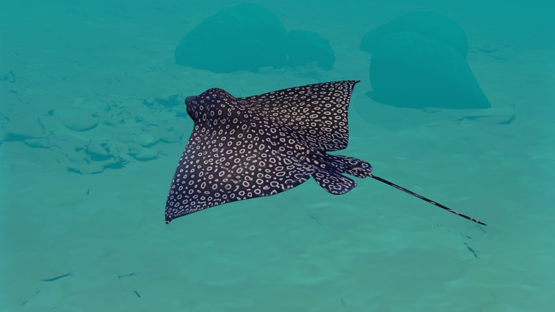 Eagle Ray  animated Low-poly 3D model_22