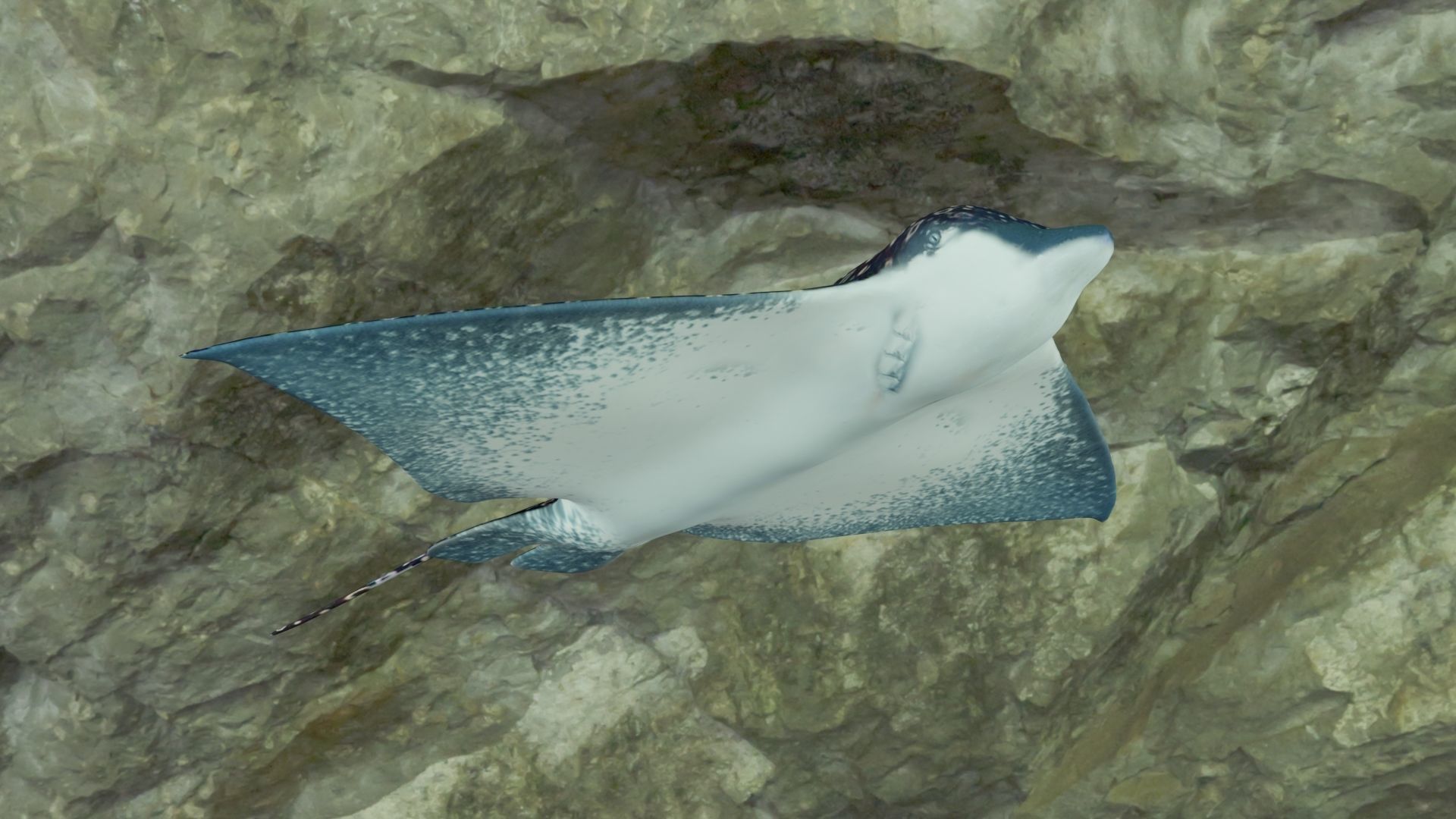 Eagle Ray  animated Low-poly 3D model_2
