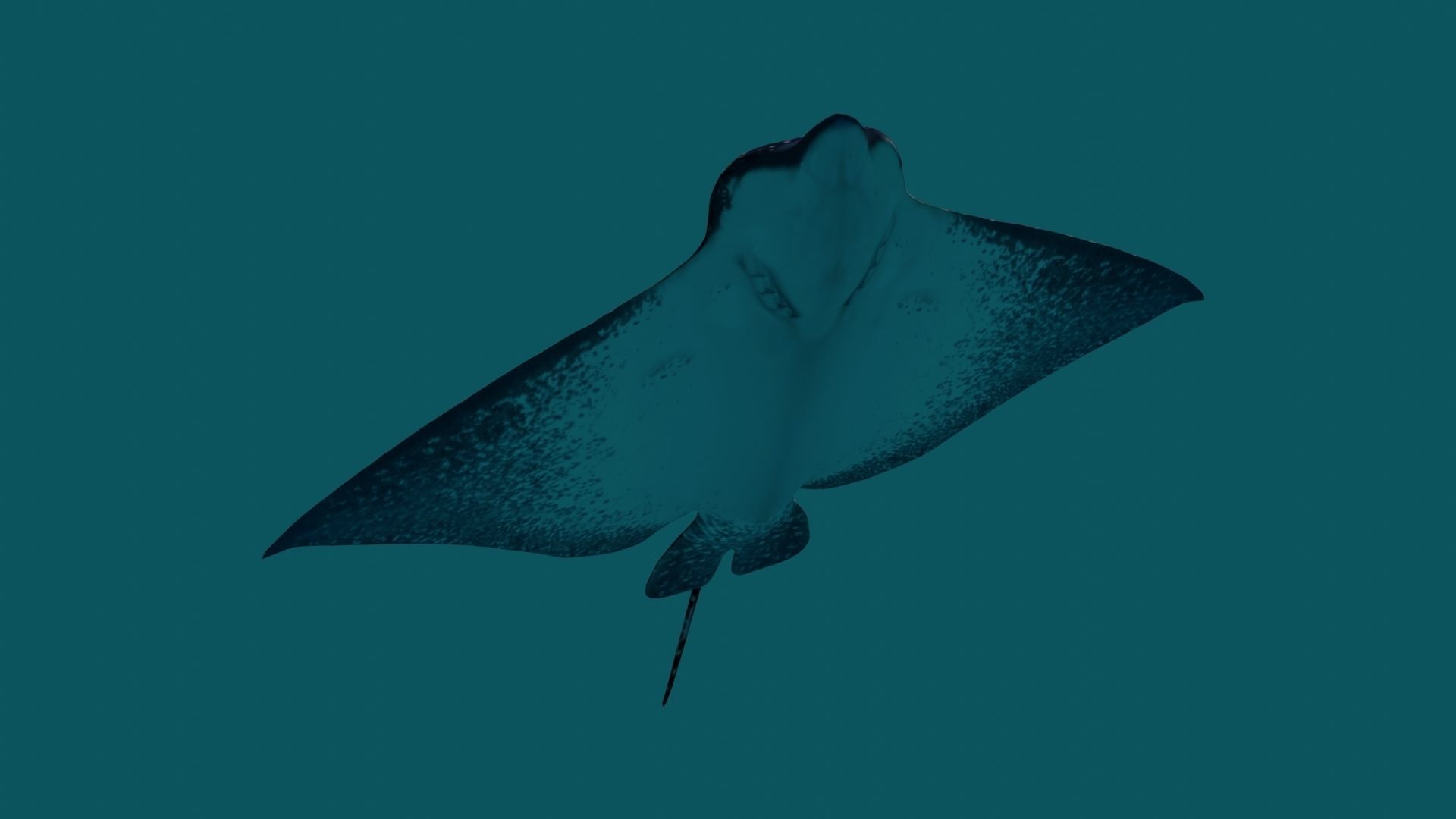 Eagle Ray  animated Low-poly 3D model_14