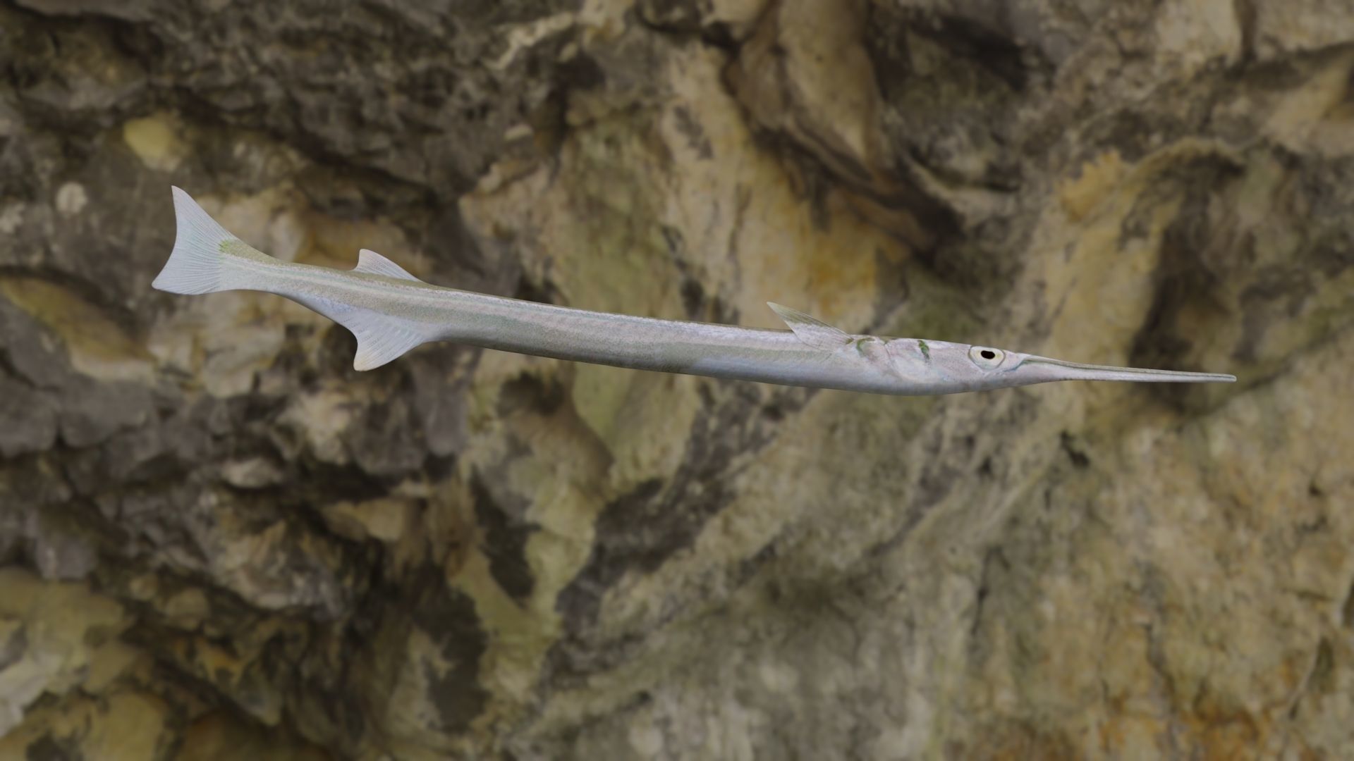 Needle fish Low-poly 3D model_13