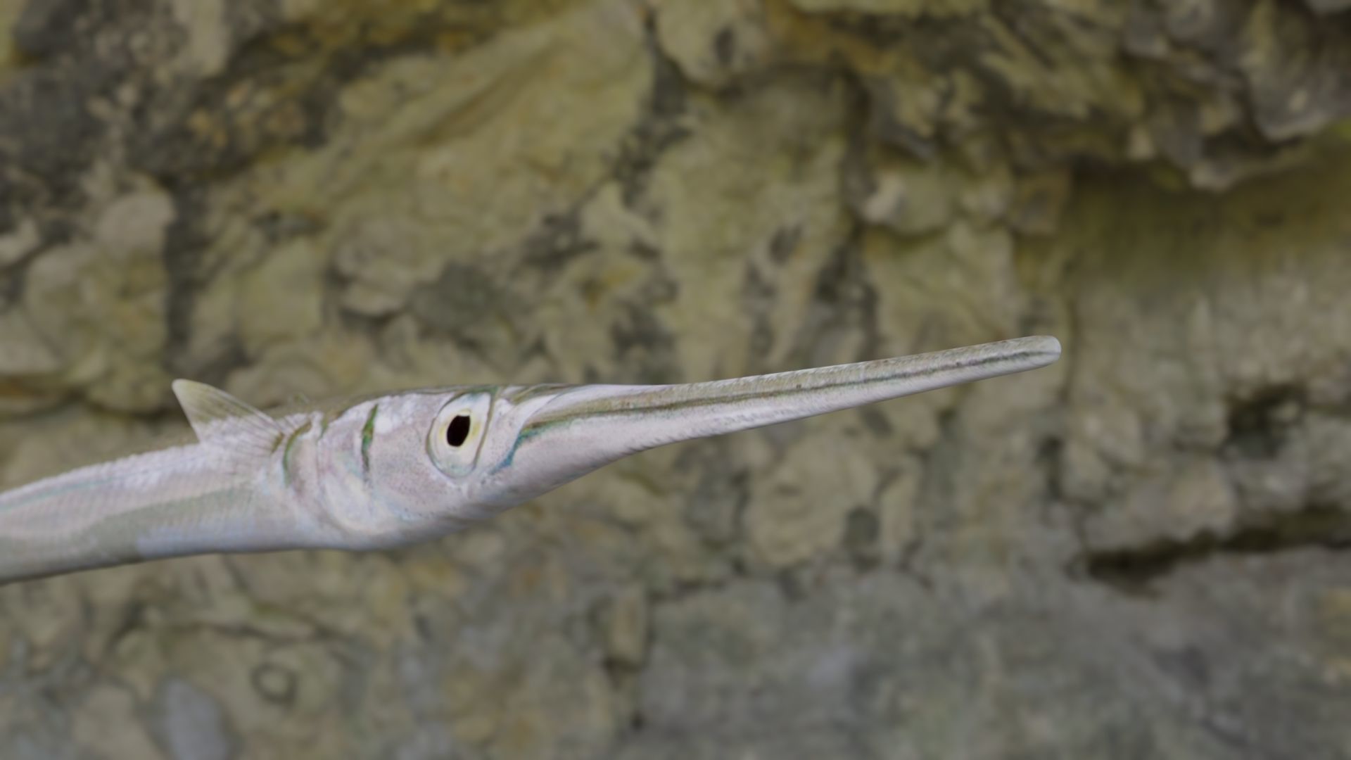 Needle fish Low-poly 3D model_6