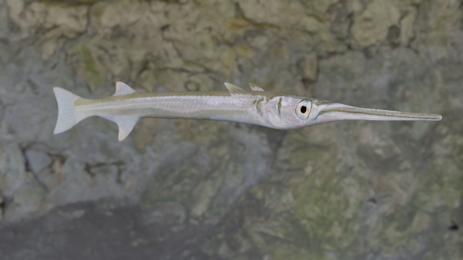Needle fish Low-poly 3D model_2