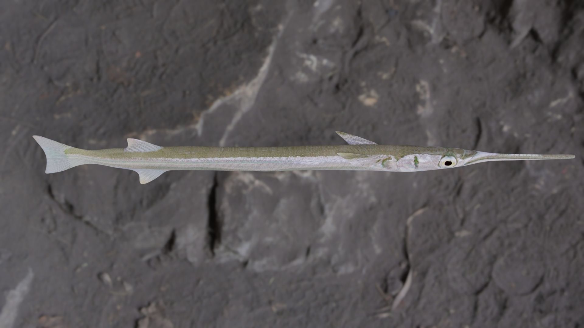 Needle fish Low-poly 3D model_15