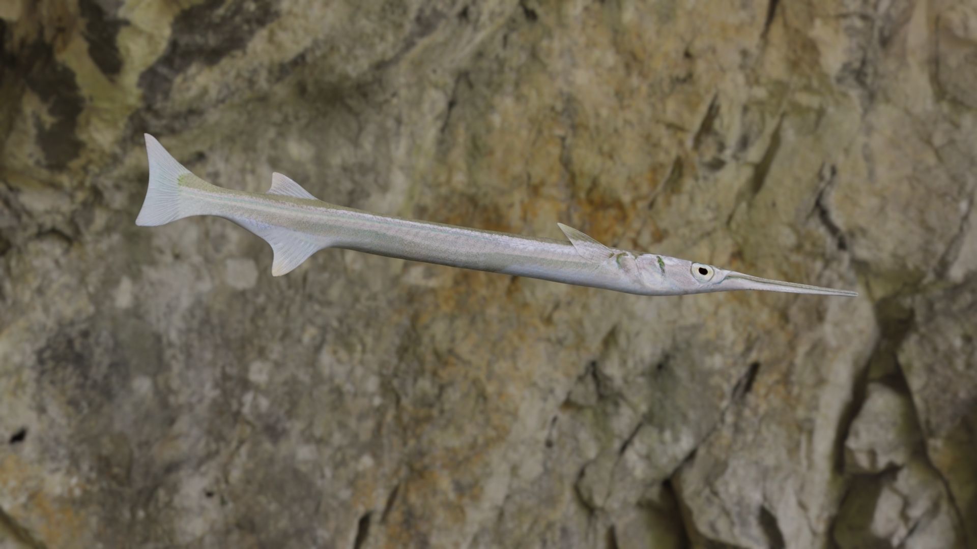 Needle fish Low-poly 3D model_12