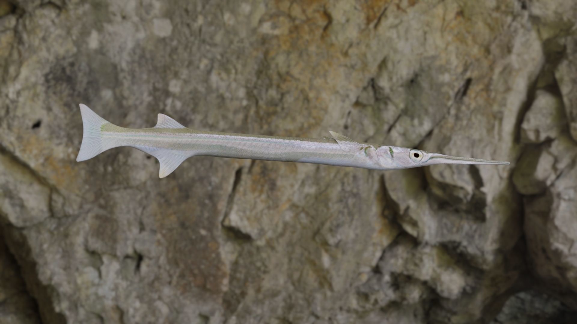 Needle fish Low-poly 3D model_9