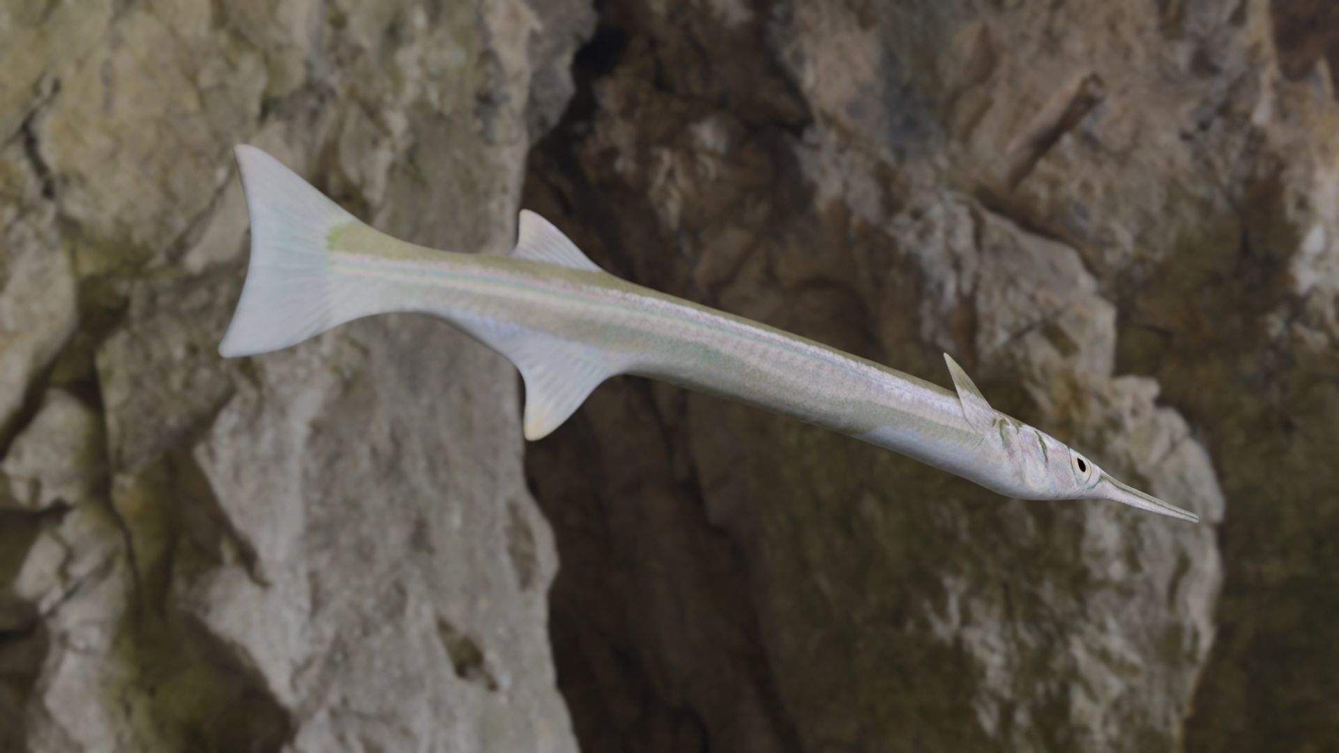 Needle fish Low-poly 3D model_4