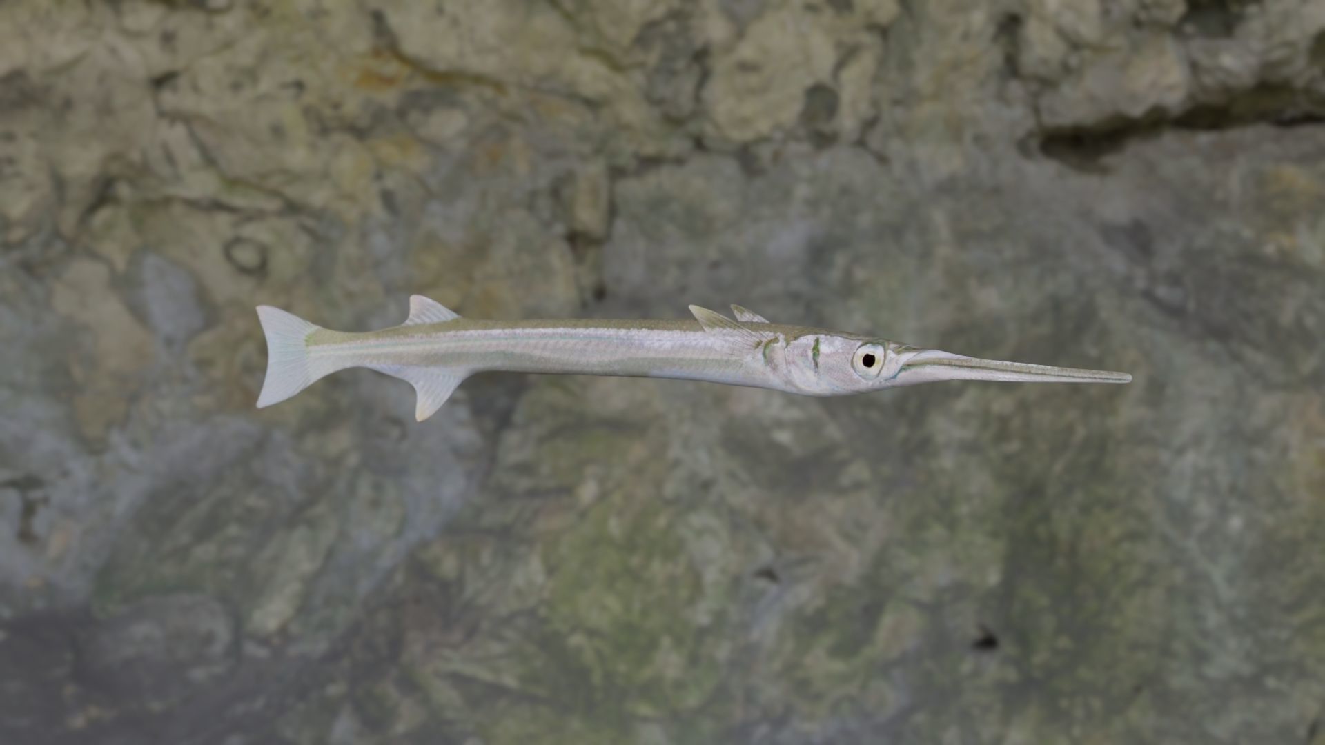 Needle fish Low-poly 3D model_10