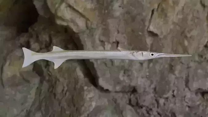 Needle fish Low-poly 3D model