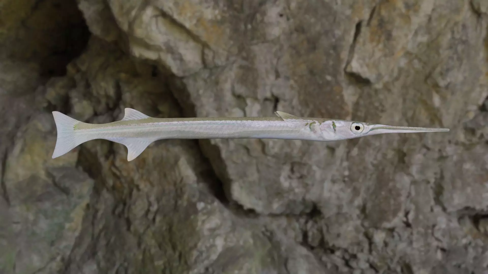 Needle fish Low-poly 3D model_0