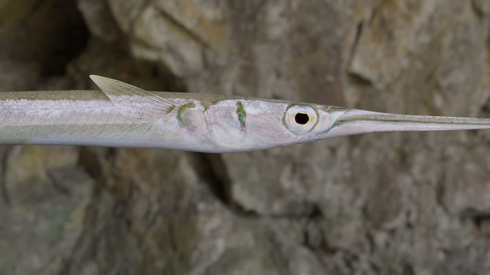 Needle fish Low-poly 3D model_7