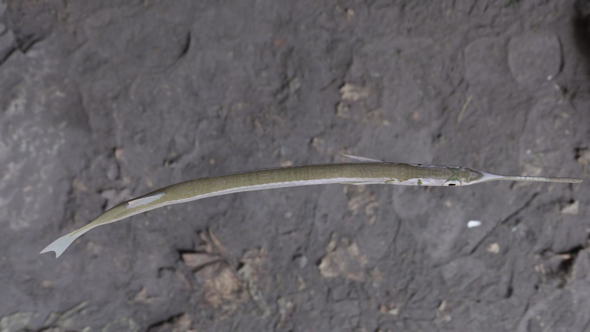Needle fish Low-poly 3D model_14
