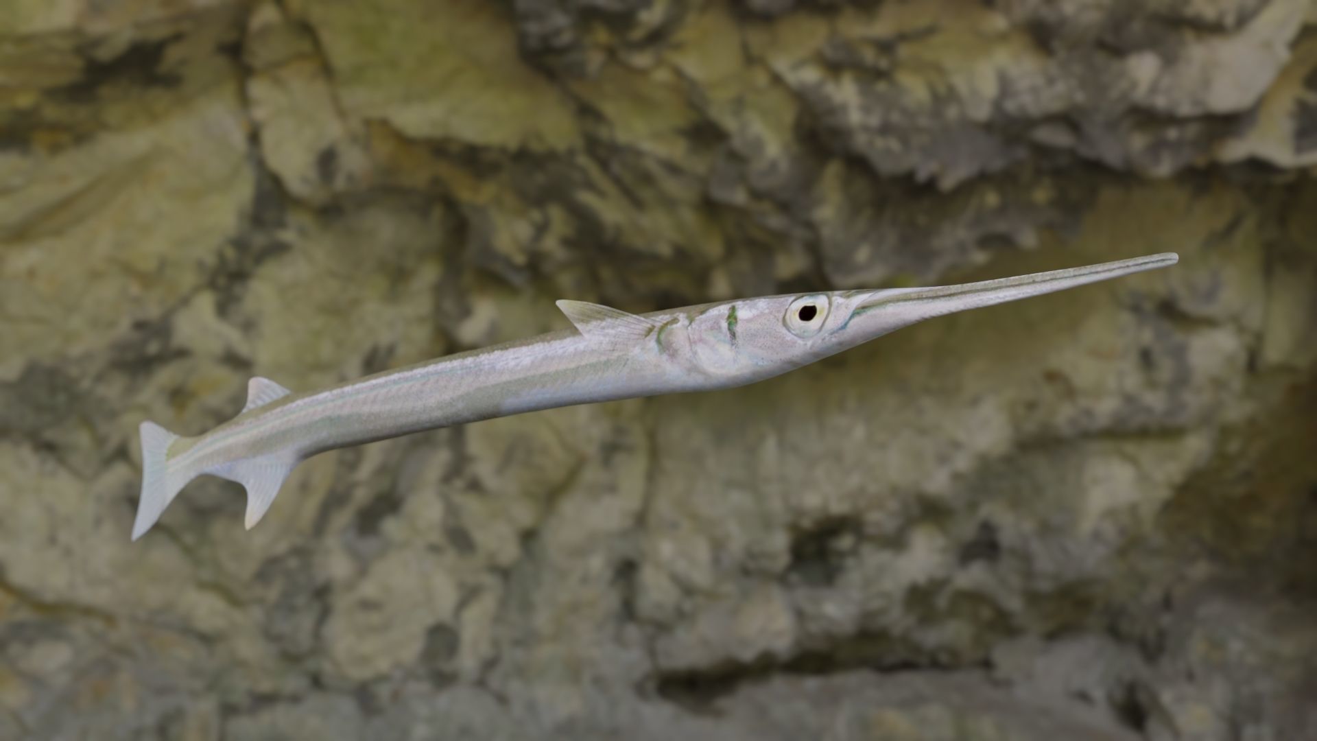 Needle fish Low-poly 3D model_3