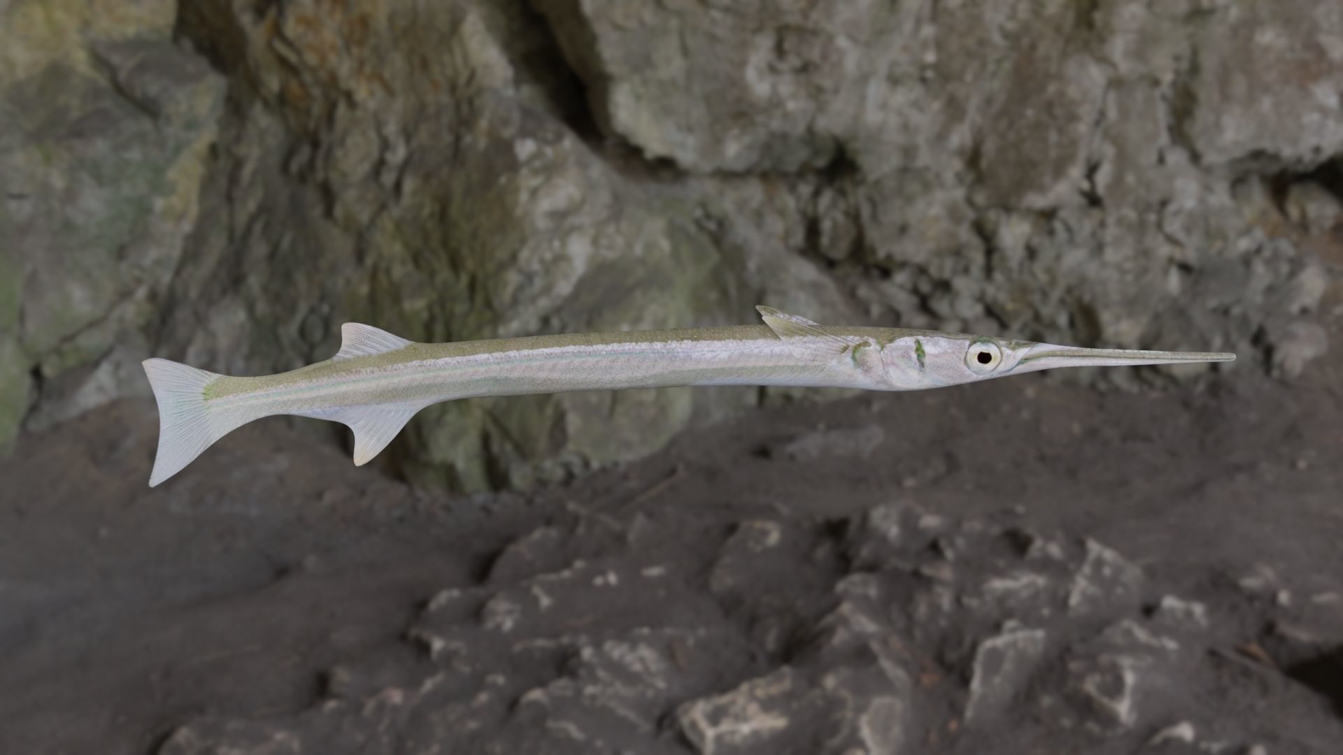 Needle fish Low-poly 3D model_8