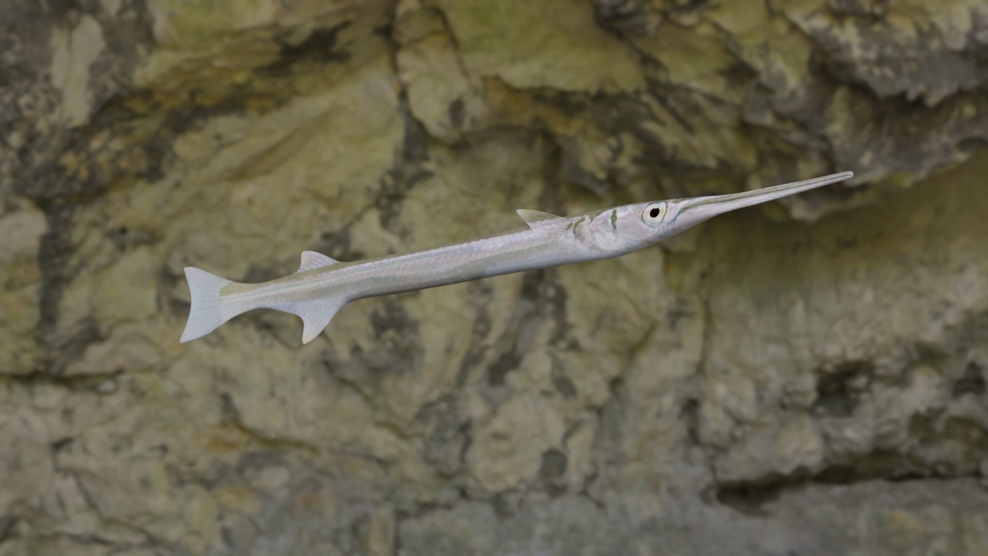 Needle fish Low-poly 3D model_11