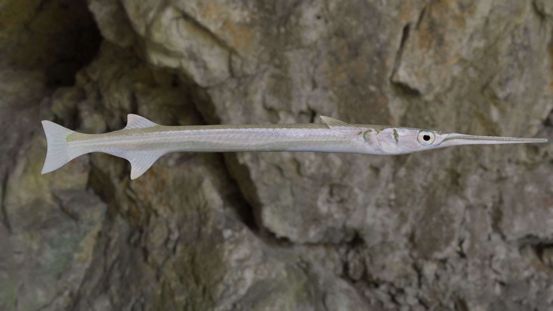 Needle fish Low-poly 3D model_5