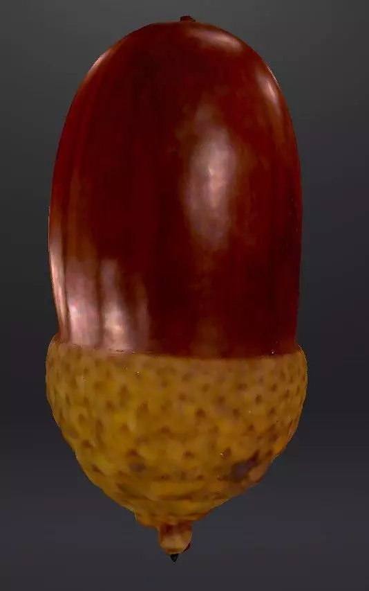 3D scanned acorn Free 3D print model