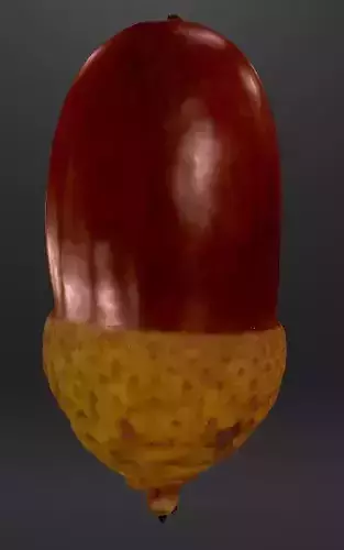 3D scanned acorn