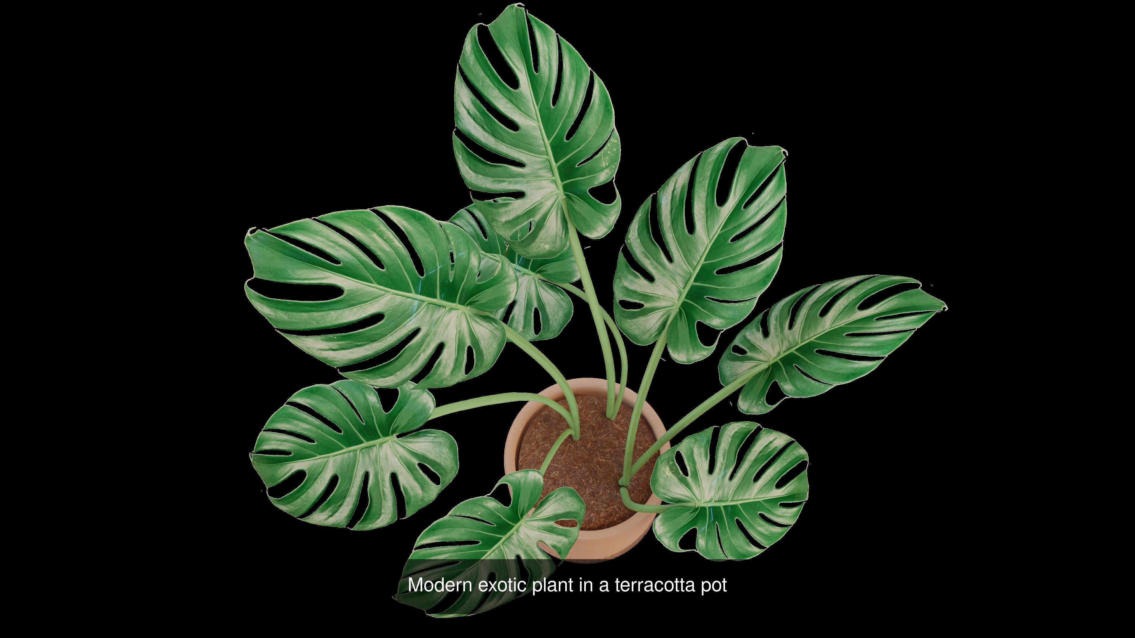 The Green Pack 3D Model Collection_18