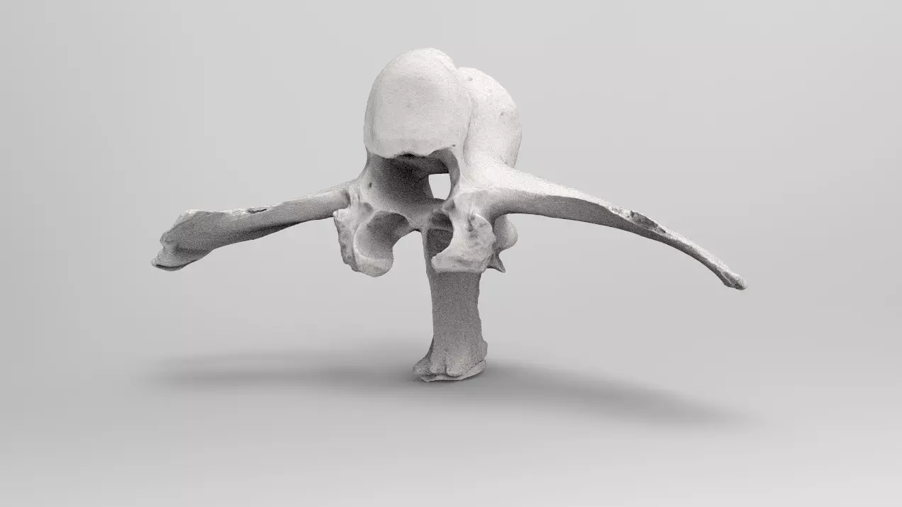 Backbone 2 human thigh bone 3D model