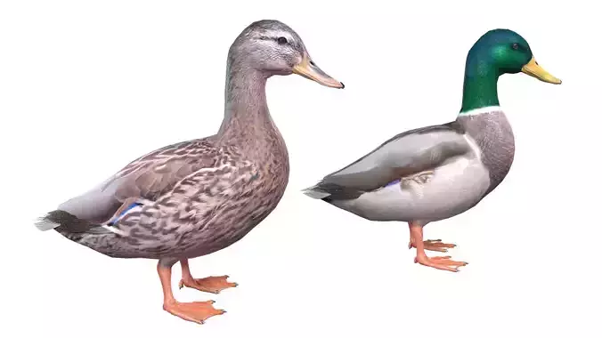 Mallard Duck Male-Female 3D model
