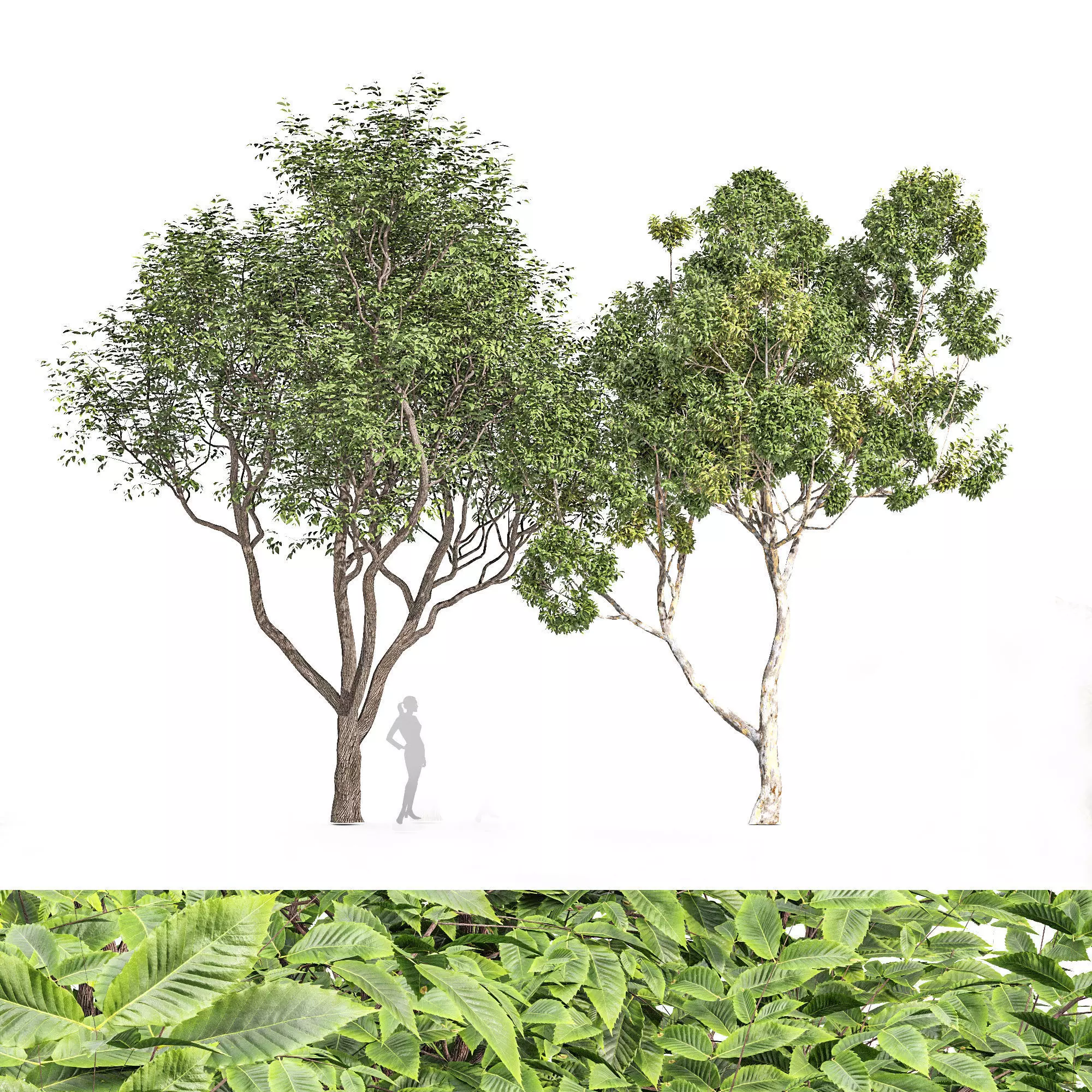 2 tree Sweet Chestnut Sydney Blue Gum 3D model