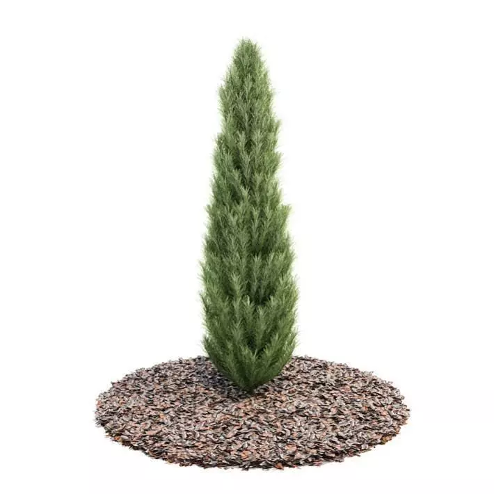 Pine Tree 3D model_0