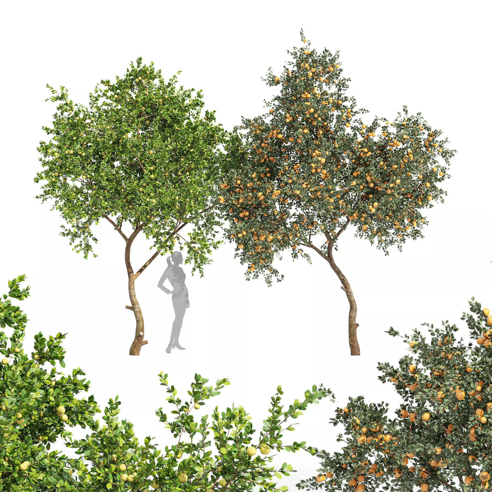 2tree Orange fruit tree Fruit tree Lemon 3D model
