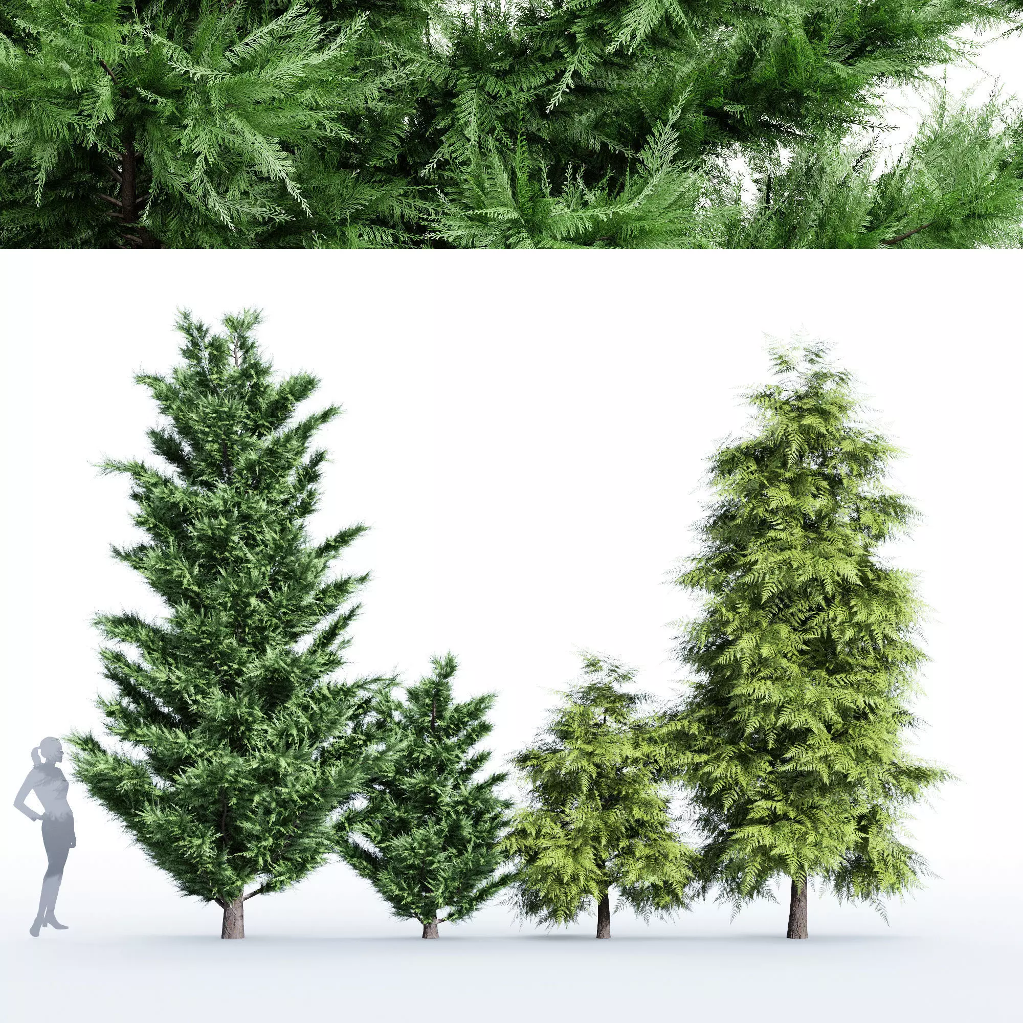 4 tree Leyland Cypress Tree Slender Hinoki Cypress 3D model_0