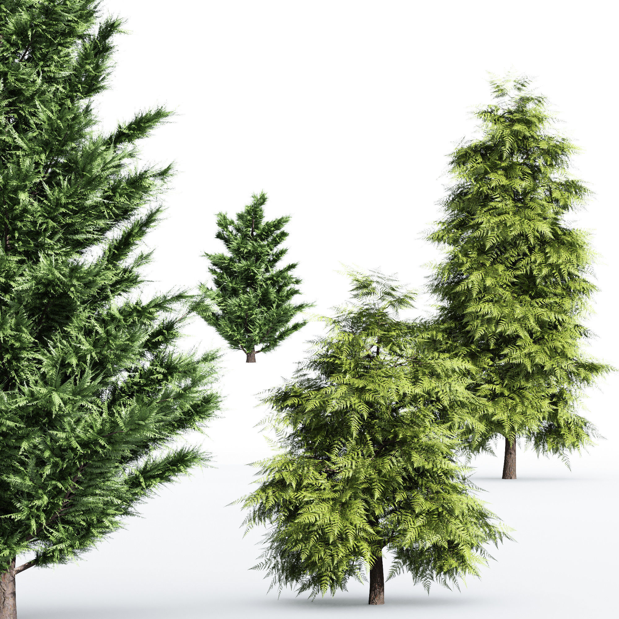 4 tree Leyland Cypress Tree Slender Hinoki Cypress 3D model_1