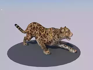 tiger animations