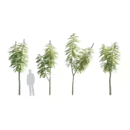 Middle aged Jacaranda Mimosifolia