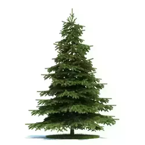Spruce Tree