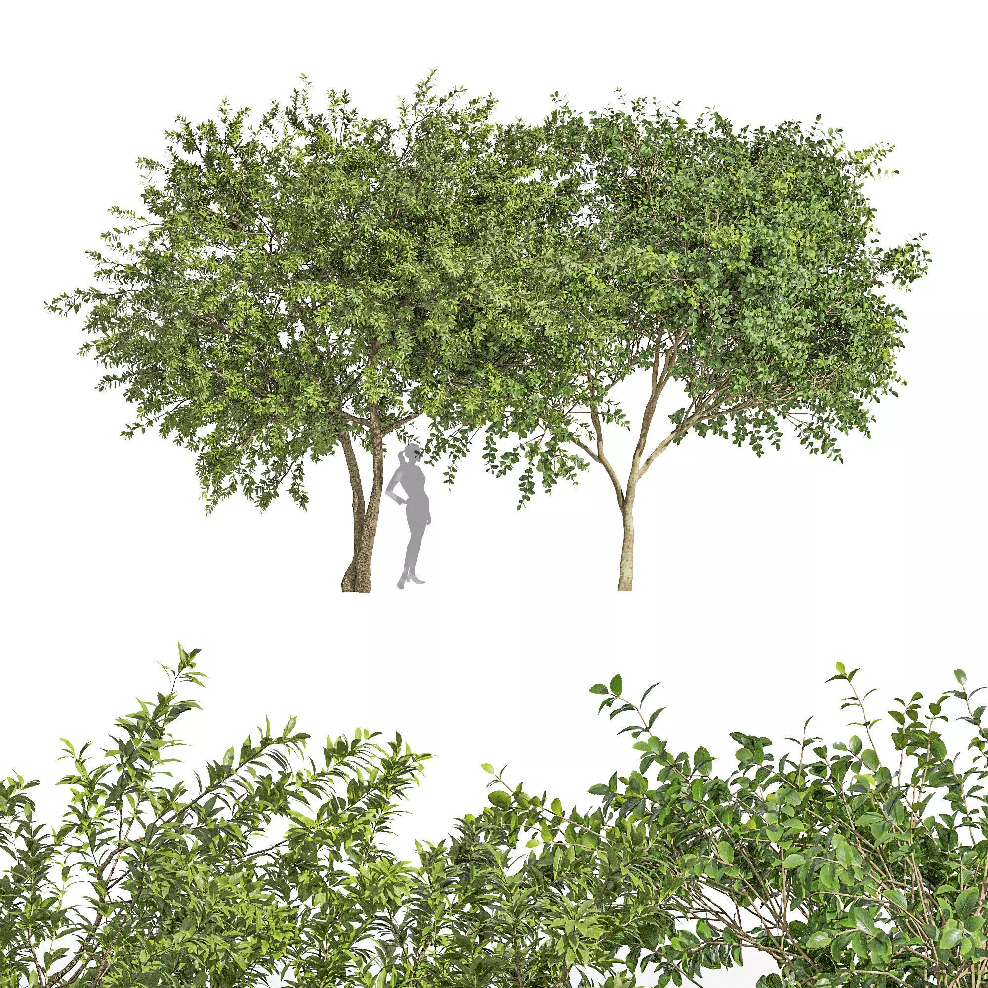 2 tree Big Joy Perfume Orange Michelia Water Gum 3D model