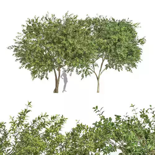 2 tree Big Joy Perfume Orange Michelia Water Gum 3D model