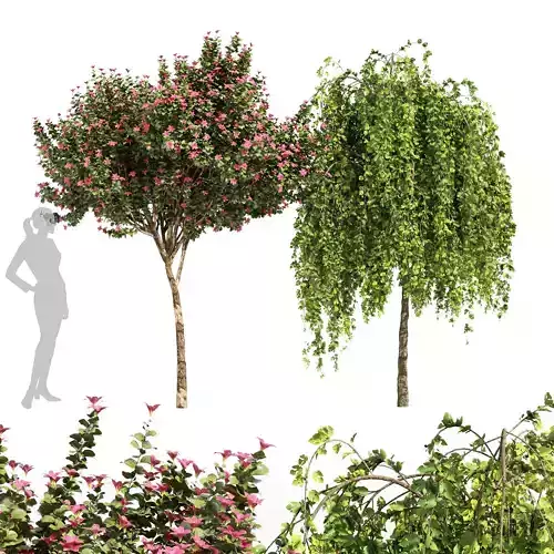 2tree Orchid Tree Fragrant Flower Weeping Mulberry Bagged 3D model