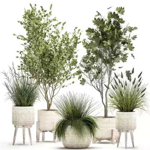 Ornamental plants in rattan baskets 1047 3D model
