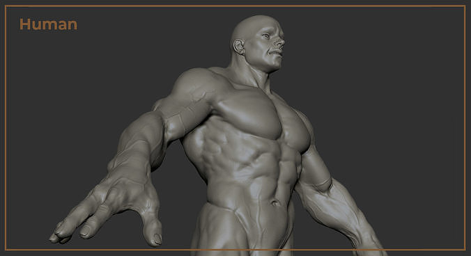Human muscular man character 3D model