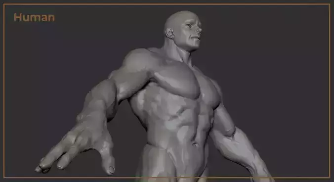 【人体模型】KIKKERLAND 3D MUSCLE MAN 人体模型】KIKKERLAND 3D MUSCLE MAN 3D Anatomic Puzzle Muscle